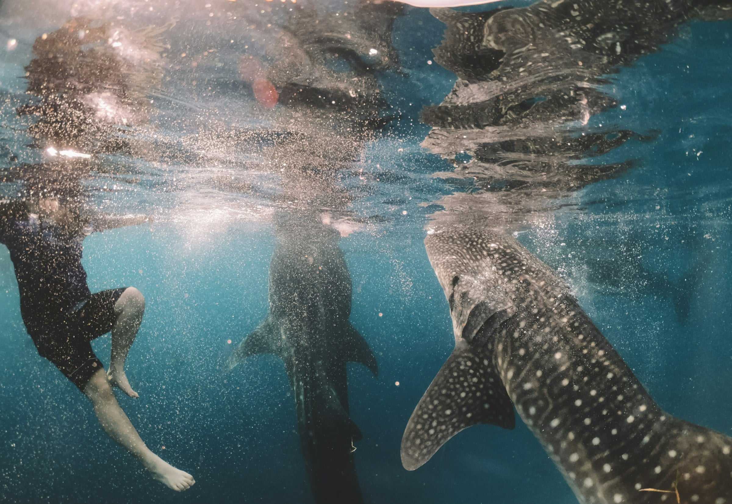 Oslob Whale Sharks in Cebu, Philippines