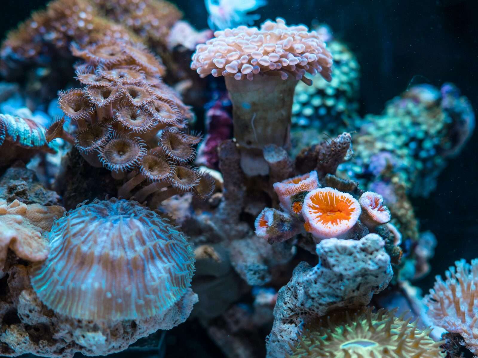 Vibrant colorful coral reef with anemones, soft corals, and zoanthids in the Verde Island Passage near Anilao Batangas