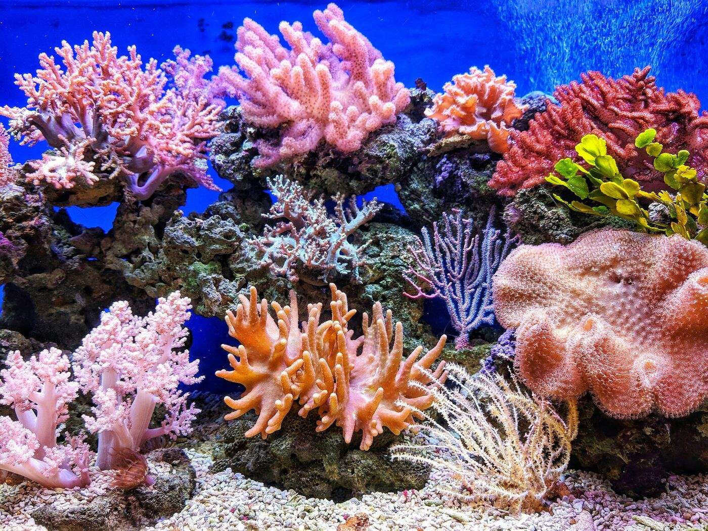 Coral and clear water off Sabang, Puerto Galera