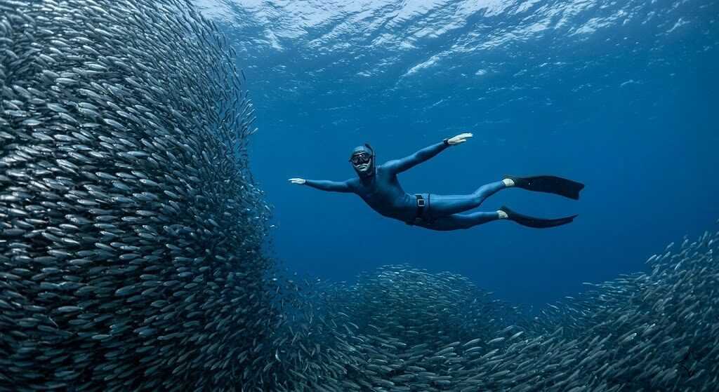 Freediver swimming alongside a massive ball of sardines underwater in the Philippines