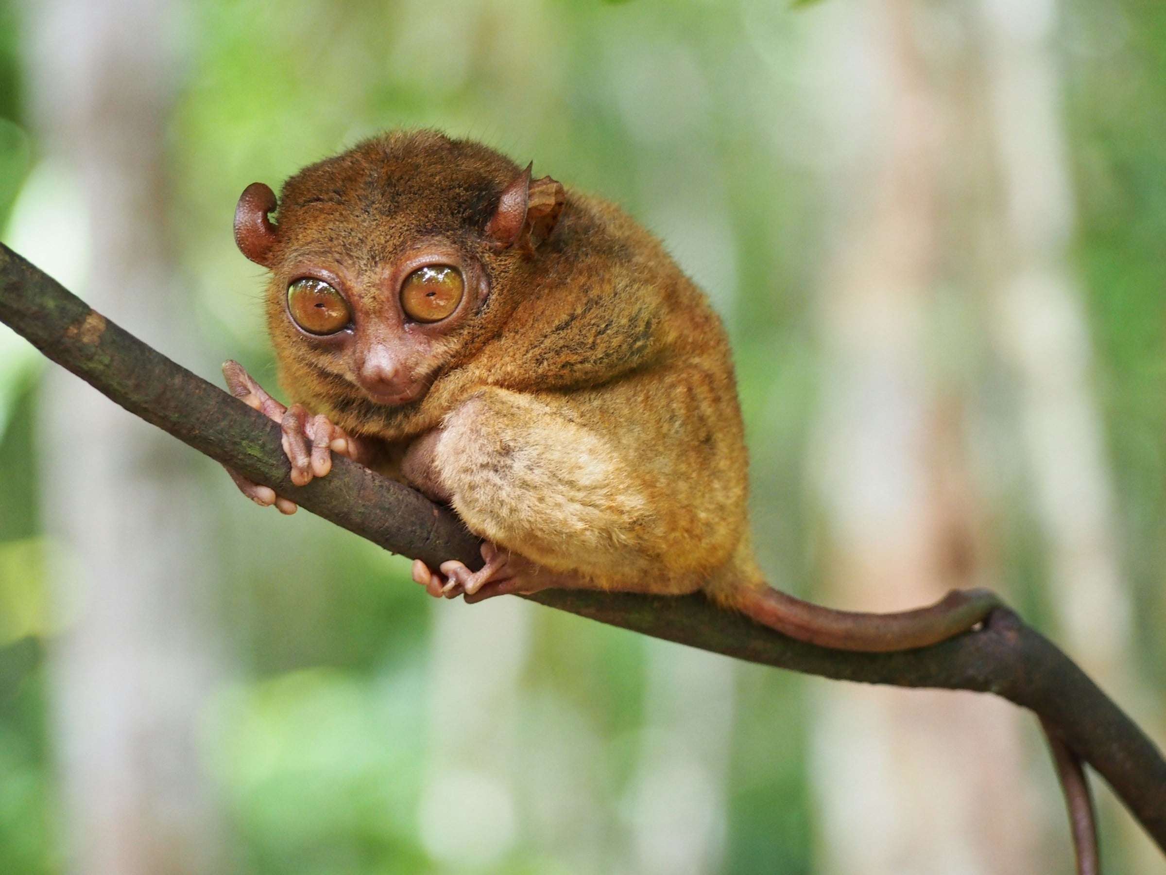 Philippine Tarsier Sanctuary in Bohol, Philippines
