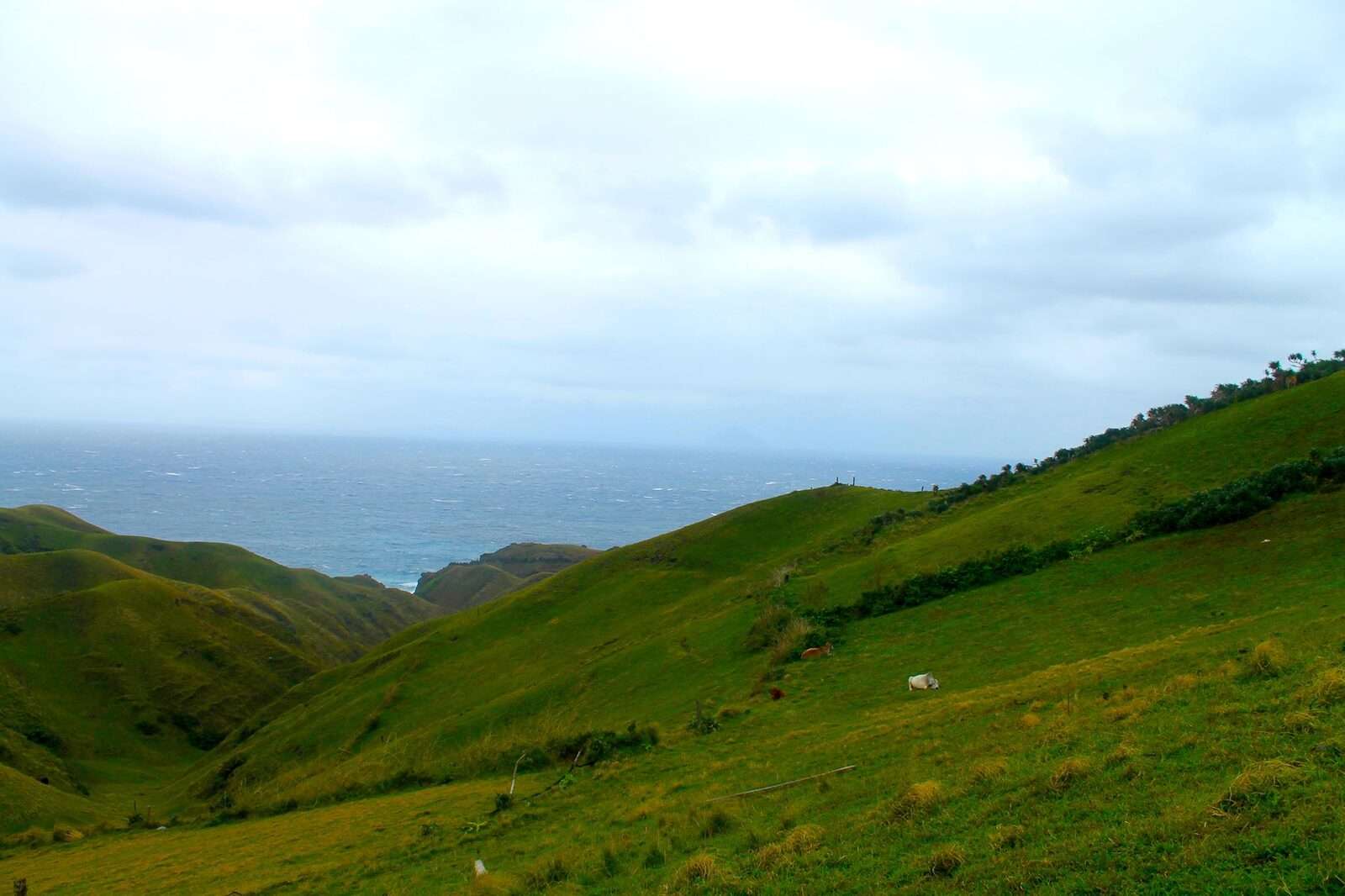 Vayang Rolling Hills Batanes green pastoral landscape with grazing cattle and the West Philippine Sea horizon