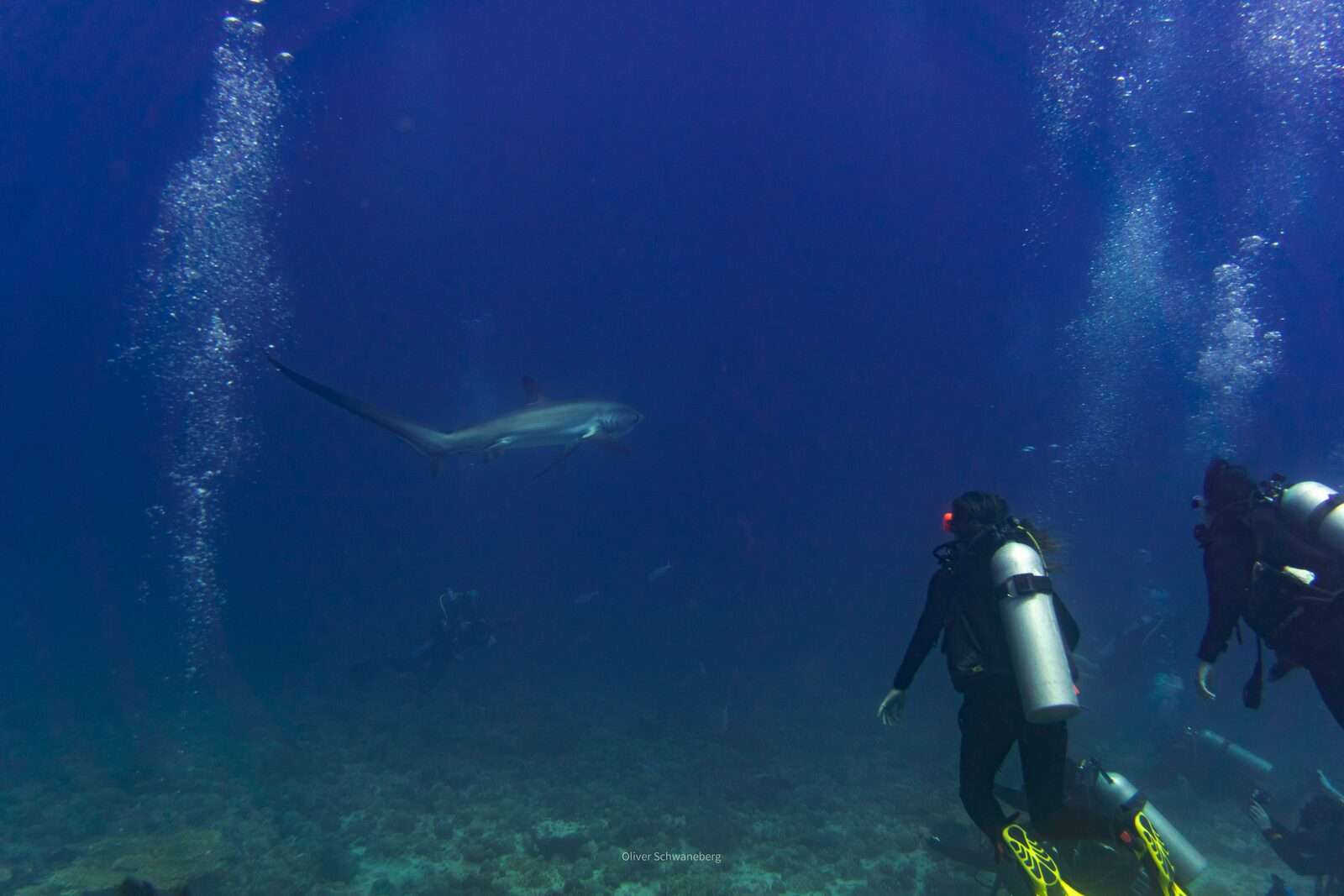 Thresher shark with iconic long tail fin swimming past scuba divers at Monad Shoal cleaning station near Malapascua Island Philippines